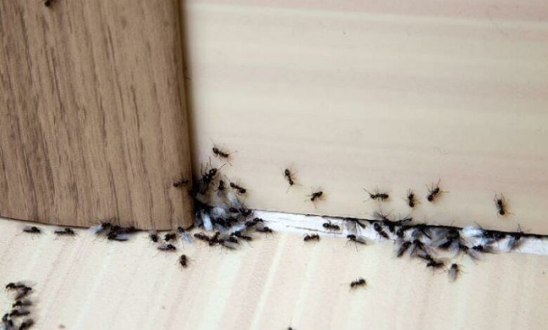 Photo of How to get rid of ants