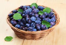Photo of Health benefits of damsons plums