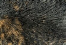 Photo of Home remedies for cats with dandruff