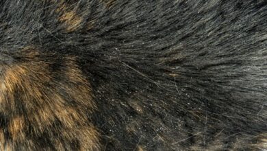 Photo of Home remedies for cats with dandruff