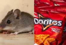 Photo of Stanford Experiment Reveals How Doritos Food Dye Turns Mice Transparent