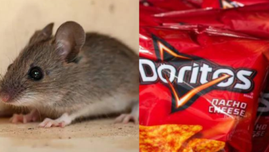 Photo of Stanford Experiment Reveals How Doritos Food Dye Turns Mice Transparent