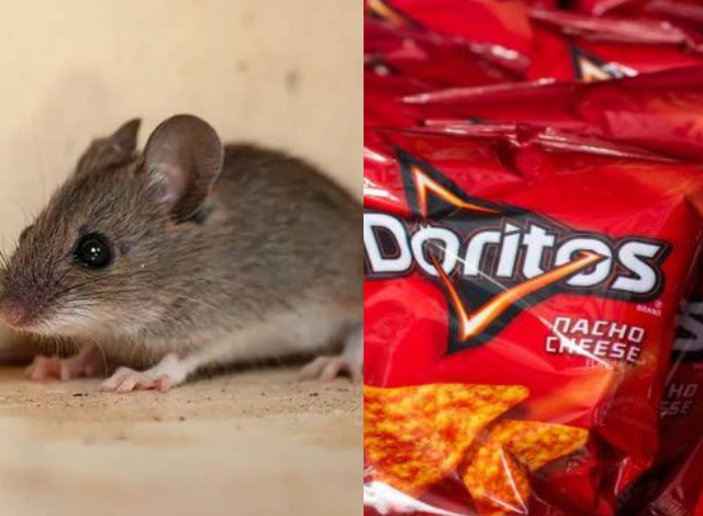 Photo of Stanford Experiment Reveals How Doritos Food Dye Turns Mice Transparent